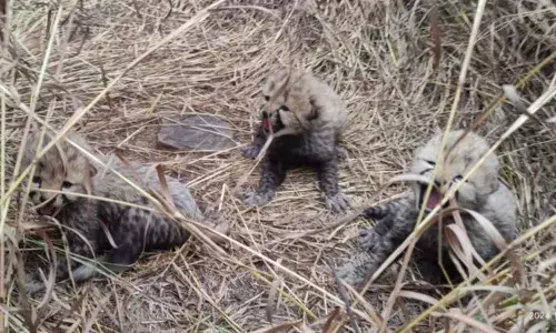 मादा चीता ज्वाला और उसके 4 शावकों को जंगल में छोड़ा जाएगा