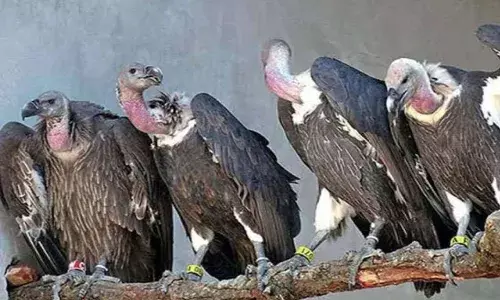 भारत सहित दुनिया में घट रहे यह धरती के सफाई दूत’ भारत सहित दुनिया में घट रहे यह धरती के सफाई दूत’