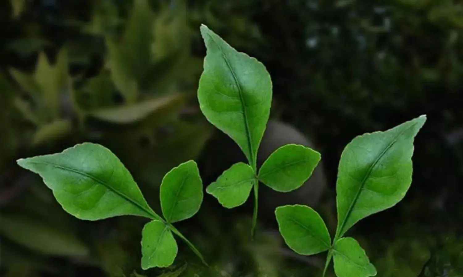 भगवान शिव की पूजा नहीं सेहत के लिए भी अमृत समान हैं बेलपत्र, जानिए इसके खास फायदे भगवान शिव की पूजा नहीं सेहत के लिए भी अमृत समान हैं बेलपत्र, जानिए इसके खास फायदे