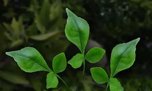 भगवान शिव की पूजा नहीं सेहत के लिए भी अमृत समान हैं बेलपत्र, जानिए इसके खास फायदे