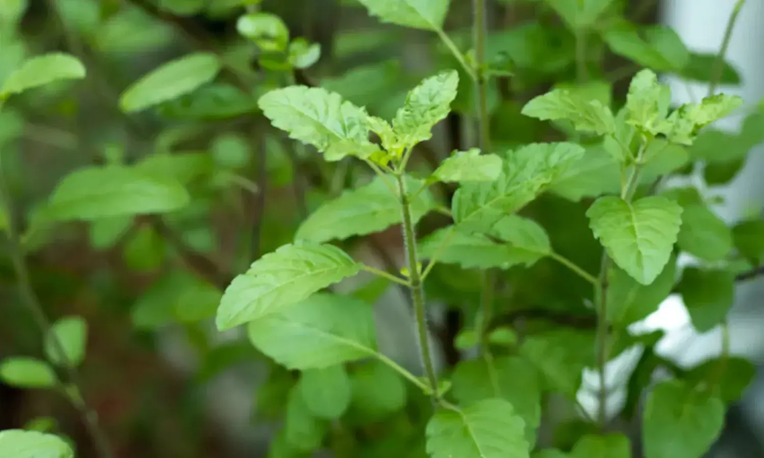 सुबह सुबह 10 दिनों तक तुलसी के पत्ते खाने से क्या होते हैं फायदे, जाने एक्सपर्ट की राय