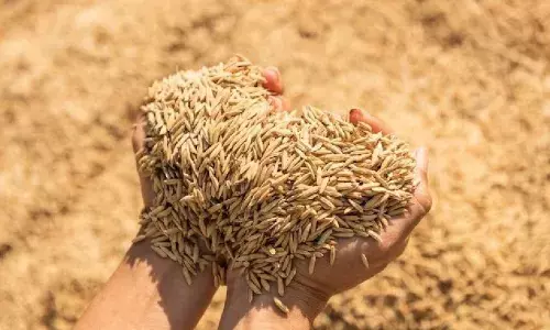 जबलपुर में 5.21 करोड़ रुपए की धान गायब, पांच सोसायटी के 22 लोगों के खिलाफ FIR