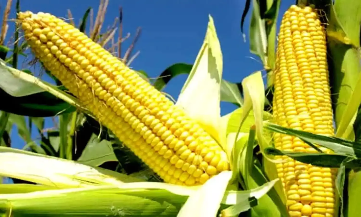 मक्के की अहमियत को देख ही 2027 तक योगी सरकार ने उत्पादन दोगुना करने का रखा लक्ष्य… मक्के की अहमियत को देख ही 2027 तक योगी सरकार ने उत्पादन दोगुना करने का रखा लक्ष्य…