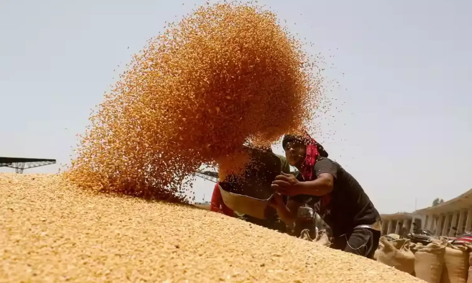 2425 रुपए समर्थन मूल्य, 175 रुपए बोनस देगी सरकार…