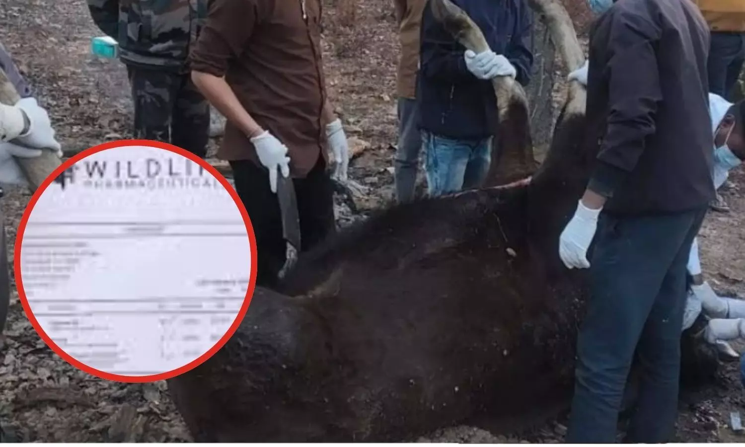 बारनवापारा अभ्यारण से भेजा था गुरु घासीदास टाइगर रिजर्व