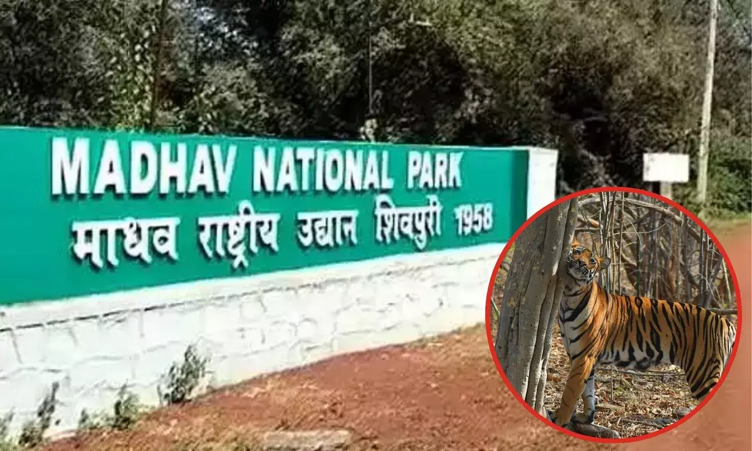 MP के 9वें टाइगर रिजर्व ‘माधव’ का शुभारंभ आज, सीएम मोहन यादव एक बाघिन को छोड़ेंगे