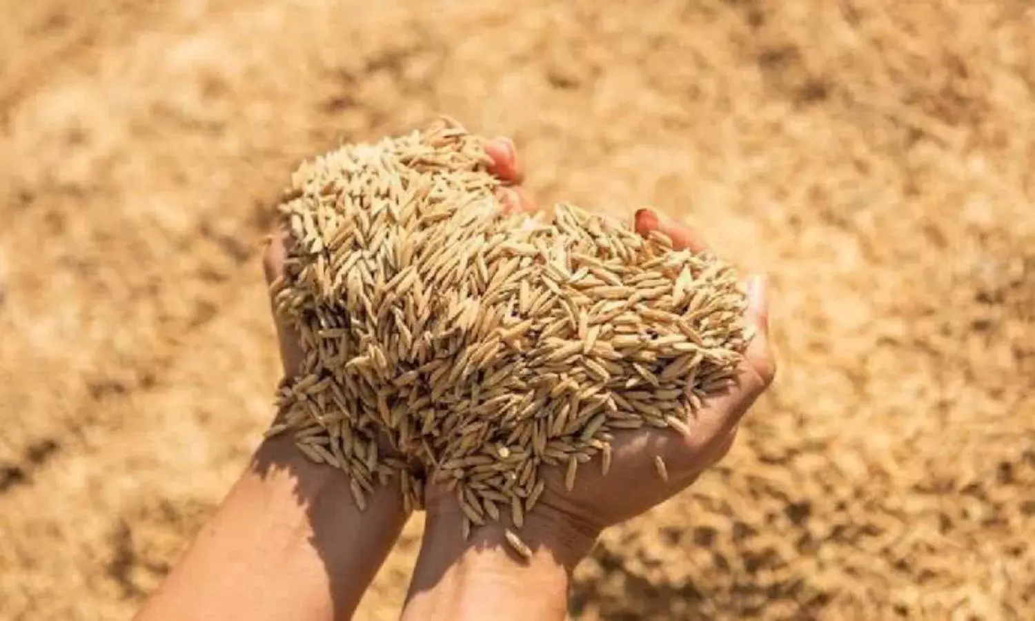 पिछले वर्ष की अपेक्षा खरीफ क्रय वर्ष 2024-25 में 3.90 लाख मीट्रिक टन अधिक हुई धान खरीद… पिछले वर्ष की अपेक्षा खरीफ क्रय वर्ष 2024-25 में 3.90 लाख मीट्रिक टन अधिक हुई धान खरीद…