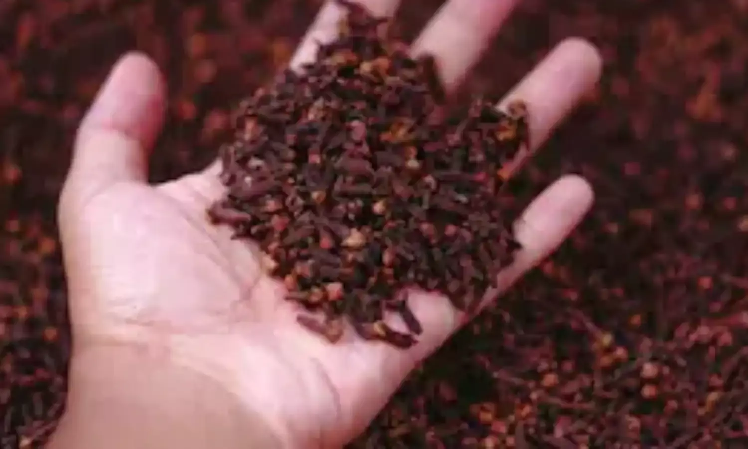 खाना खाने के बाद जरूर खाएं लौंग, होंगे ग़ज़ब के फ़ायदे, जानें