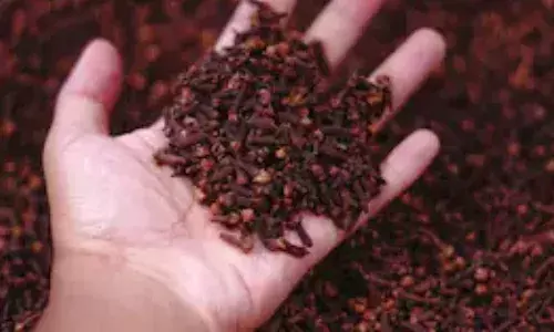 खाना खाने के बाद जरूर खाएं लौंग, होंगे ग़ज़ब के फ़ायदे, जानें