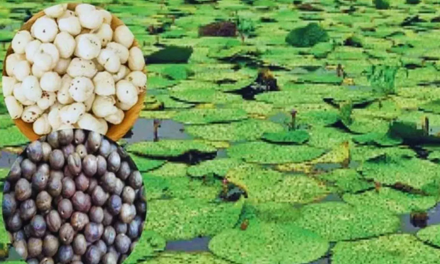 धमतरी में होगी मखाना की व्यवसायिक खेती, किसान को दिया जाएगा निःशुल्क प्रशिक्षण