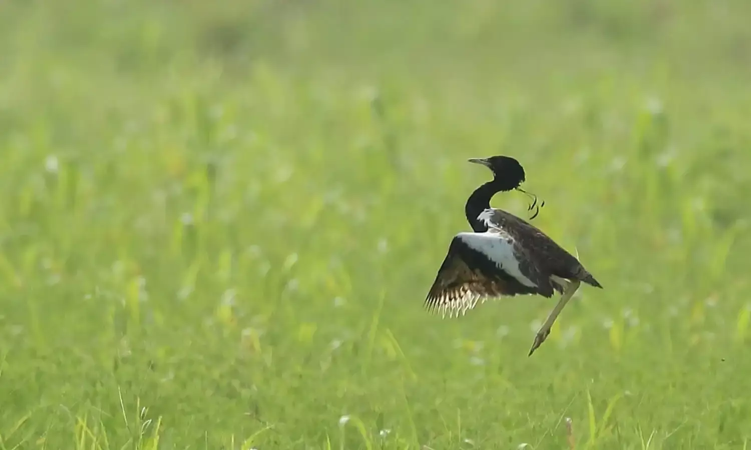 सरदारपुर, सैलाना में बीते 2 वर्षों से नहीं आया दुर्लभ पक्षी… सरदारपुर, सैलाना में बीते 2 वर्षों से नहीं आया दुर्लभ पक्षी…