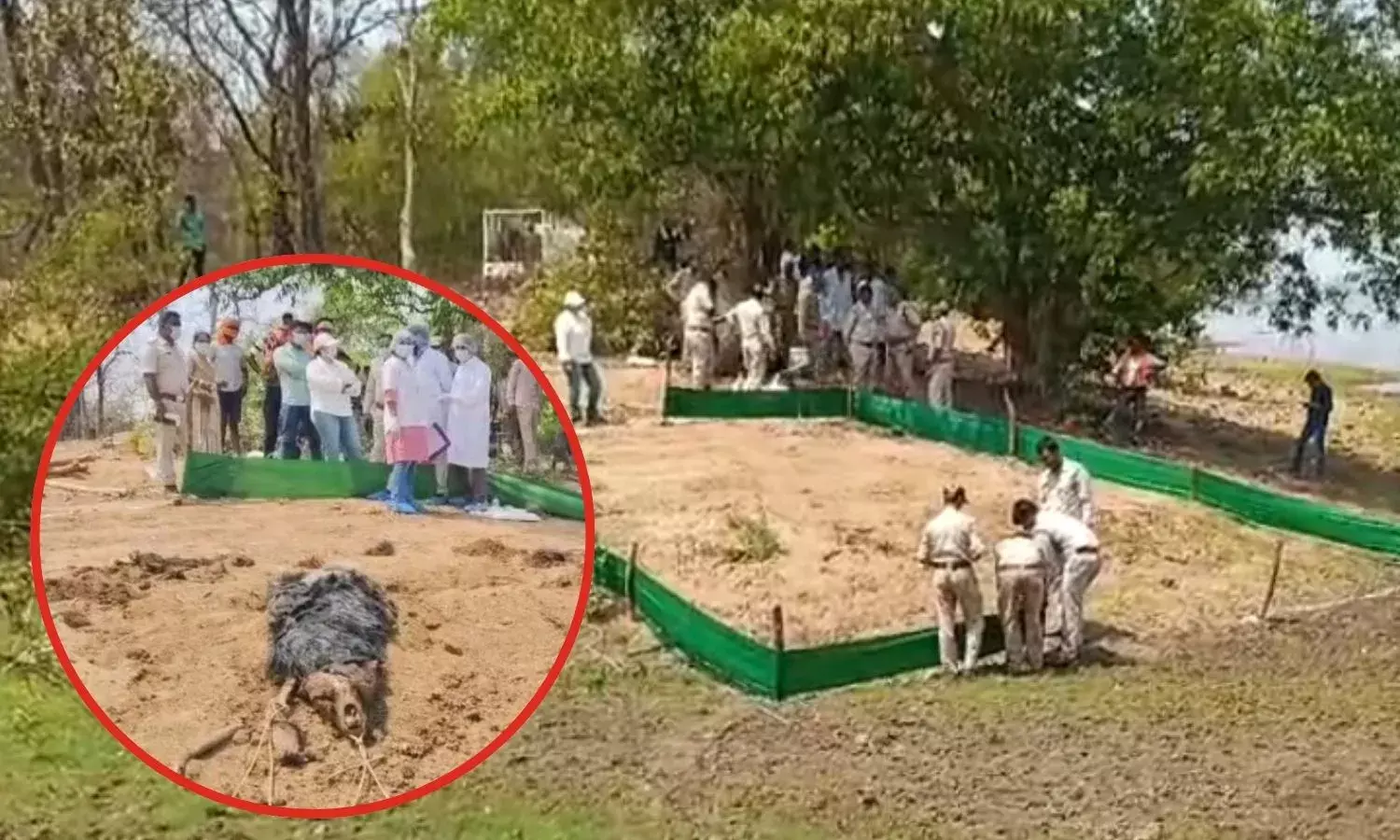 छत्तीसगढ़ में भालू तस्करी! बिना पीएम के दफनाया शव, अब वन विभाग के अधिकारियों से मांगा जवाब