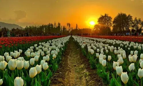इस दिन से खुलने जा रहा है श्रीनगर का ट्यूलिप गार्डन, जाने क्या रहेगा घूमने का बेस्ट टाइम