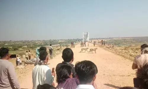 Kuno National Park Viral Video