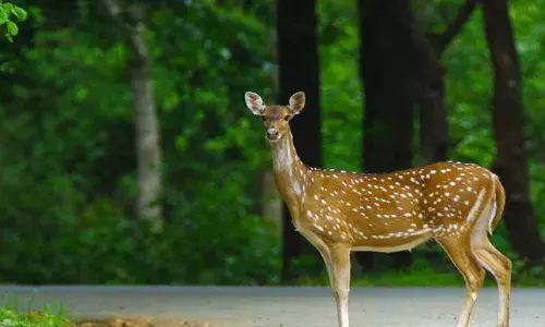 रणथम्भौर, कूनो, माधव और पन्ना नेशनल पार्क एक दूसरे जुड़े, बढ़ेगा पर्यटन…
