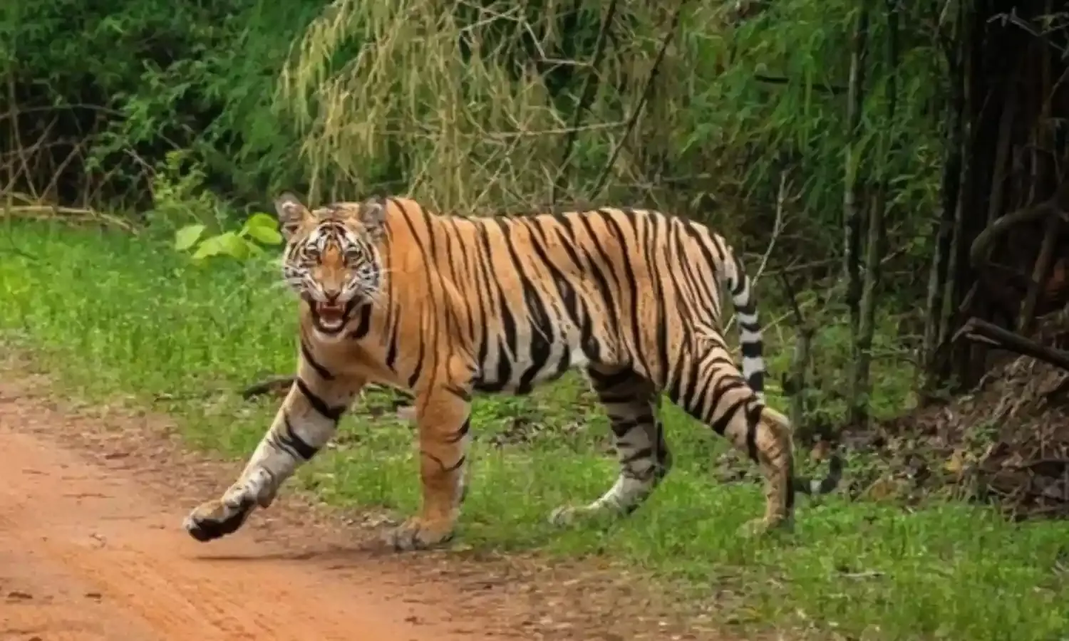 महुआ बीनने गई महिला की मौत, ग्रामीणों में दहशत..