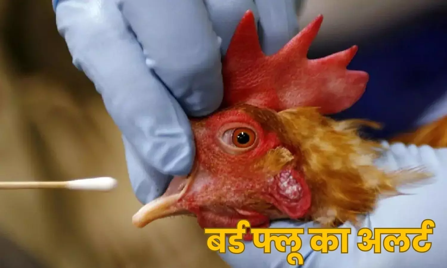 मुर्गी और अंडे की बिक्री पर रोक, बर्ड फ्लू को लेकर अलर्ट जारी