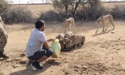 कम..कम...कम बोलकर दी आवाज, करीब आकर पतीले में पानी पीने लगी मादा चीता ज्वाला और उसके चार शावक