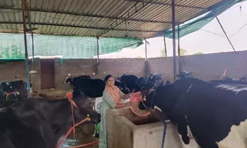 कौड़ियों के भाव दूध बेचकर गुजारा कर रही विनीता को मिला काशी मिल्क प्रोड्यूसर कंपनी का साथ…