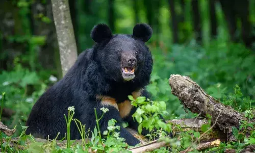 भालू का मुंह-पंजा तोड़ा, सिर पर किए वार, वीडियो वायरल…