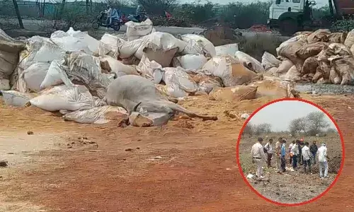 Cows Suspicious Death