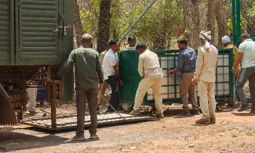 चार घंटे मे दबोची गई हिंसक बाघिन, 12 साल के बच्चे की ले चुकी है जान…