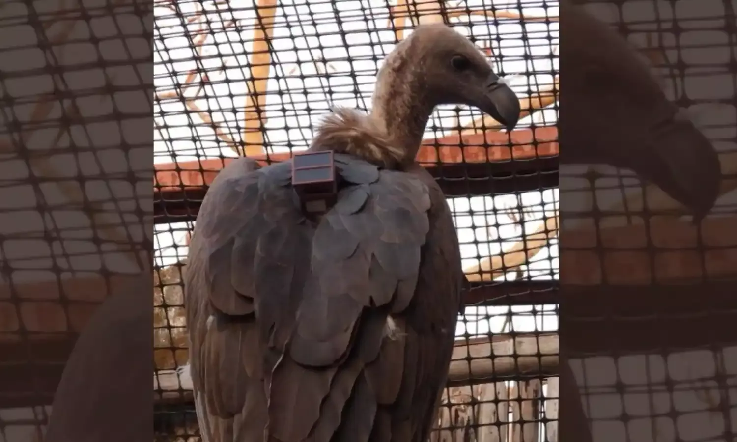 प्राकृतिक रहवास हलाली डेम में छोड़े गए 2 सफेद पीठ और 4 लंबी चोंच वाले गिद्ध, GPS - GSM ट्रैकर से होगी निगरानी प्राकृतिक रहवास हलाली डेम में छोड़े गए 2 सफेद पीठ और 4 लंबी चोंच वाले गिद्ध, GPS - GSM ट्रैकर से होगी निगरानी