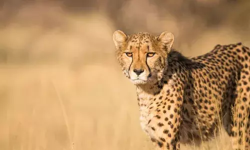 8 चीतों को बोत्सवाना से दो चरणों में लाया जाएगा, प्रोजेक्ट का होगा विस्तार, 112 करोड़ रुपये खर्च 8 चीतों को बोत्सवाना से दो चरणों में लाया जाएगा, प्रोजेक्ट का होगा विस्तार, 112 करोड़ रुपये खर्च