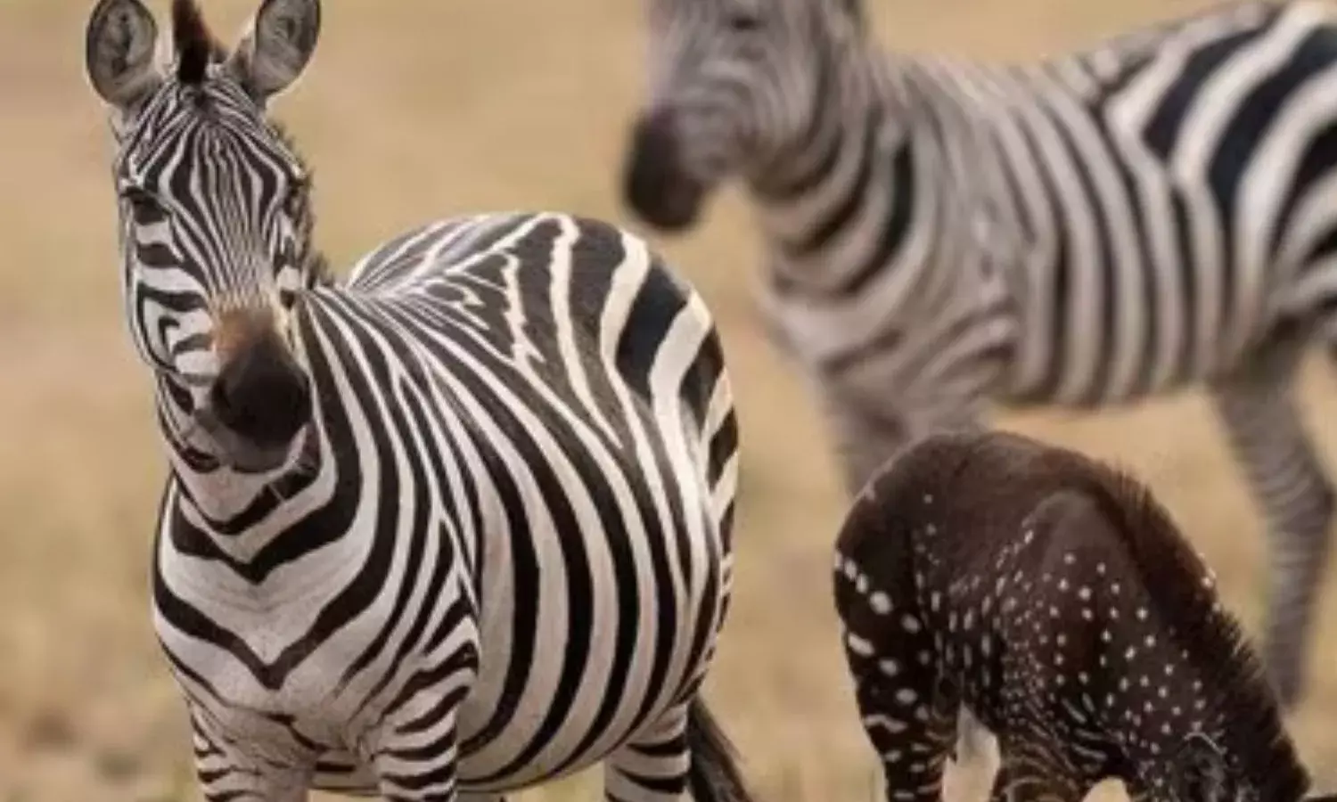 जामनगर से दो जेब्रा लाएंगे छत्तीसगढ़, राज्य के भी कुछ जानवर जाएंगे वन तारा जू