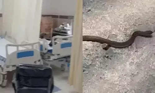 48 घंटे में 27 सांप निकले, चार दिन से डिलीवरी सेवा प्रभावित