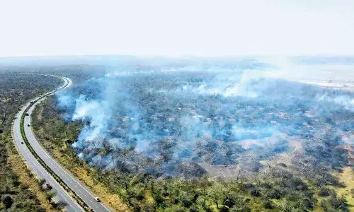 प्रभावित क्षेत्र में तीन बाघ और दो शावकों के होने की आशंका...
