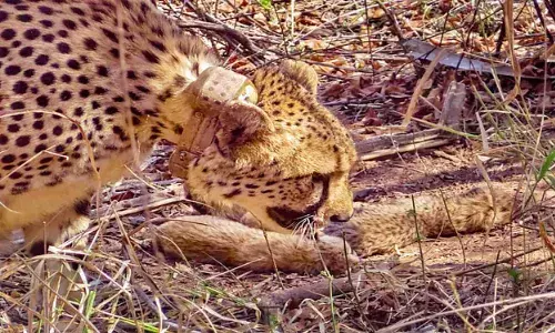 चीता निर्वा बनी पांच शावकों की मां, सीएम ने दी बधाई…