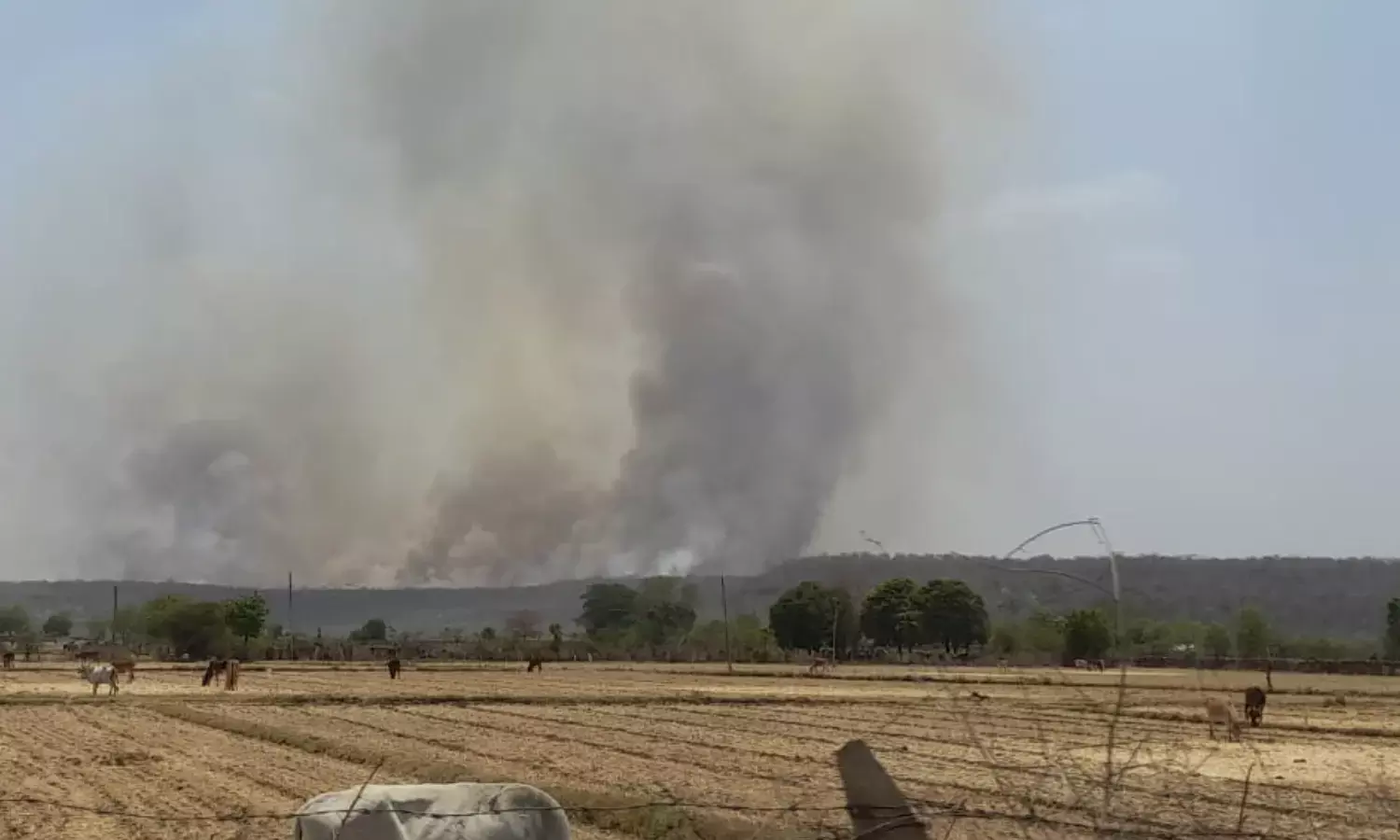 राष्ट्रीय उद्यान, सेंचुरी भी आग की चपेट में राष्ट्रीय उद्यान, सेंचुरी भी आग की चपेट में