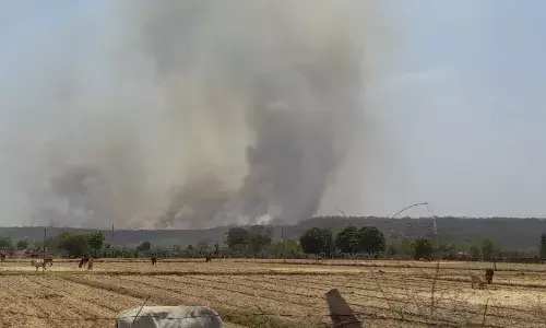 राष्ट्रीय उद्यान, सेंचुरी भी आग की चपेट में