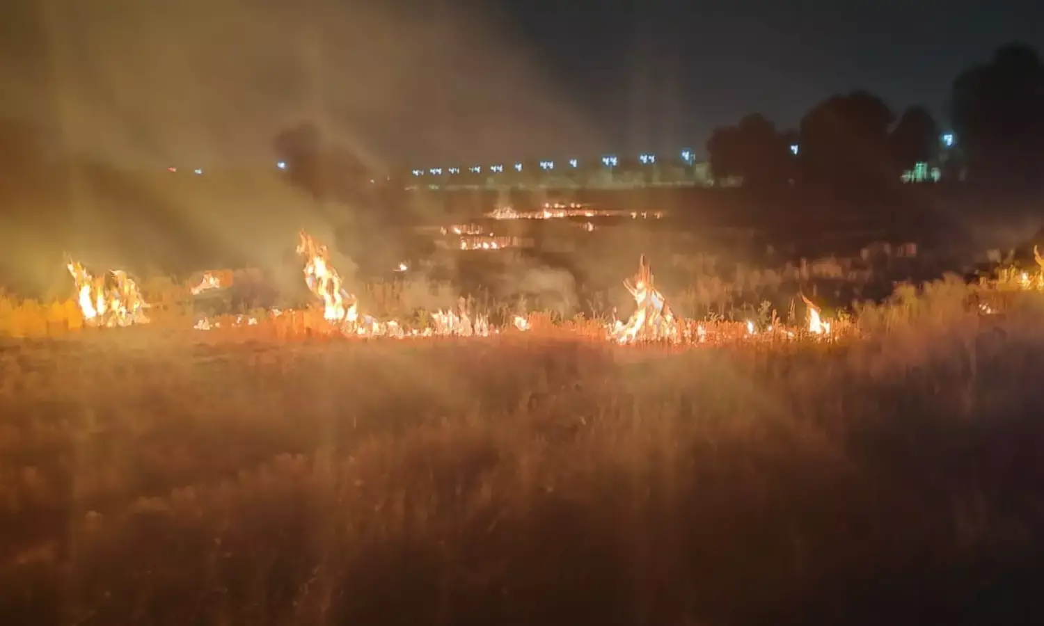 इंदौर कृषि महाविद्यालय के अनुसंधान फार्म पर पराली जलाने का मामला, वीडियो सामने आने पर प्रबंधन में हड़कंप
