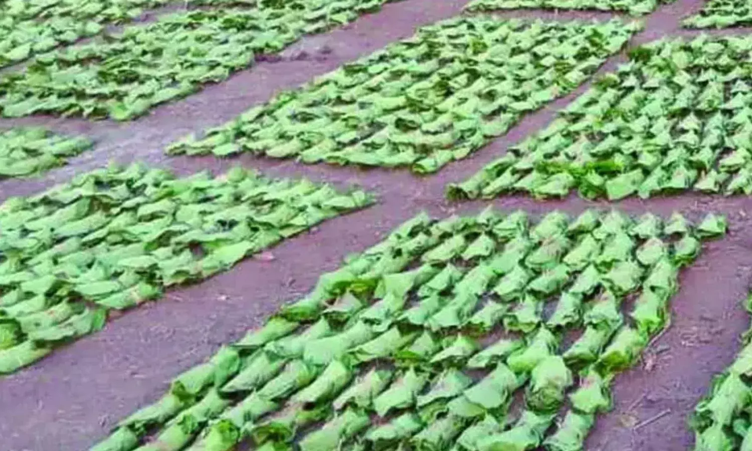 11 वनोपज समिति प्रबंधक निलंबित, संचालक मंडल भंग