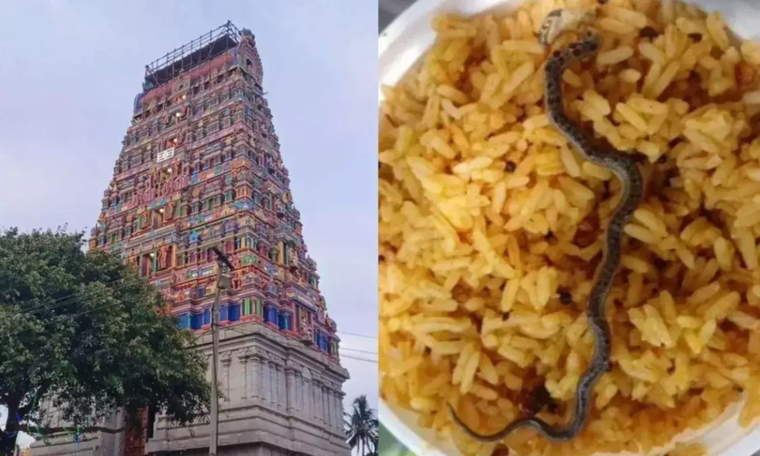 चंद्रचूड़ेश्वर मंदिर के प्रसाद में निकला सांप, श्रद्धालुओं को लगा झटका, सोशल मीडिया पर फोटो वायरल