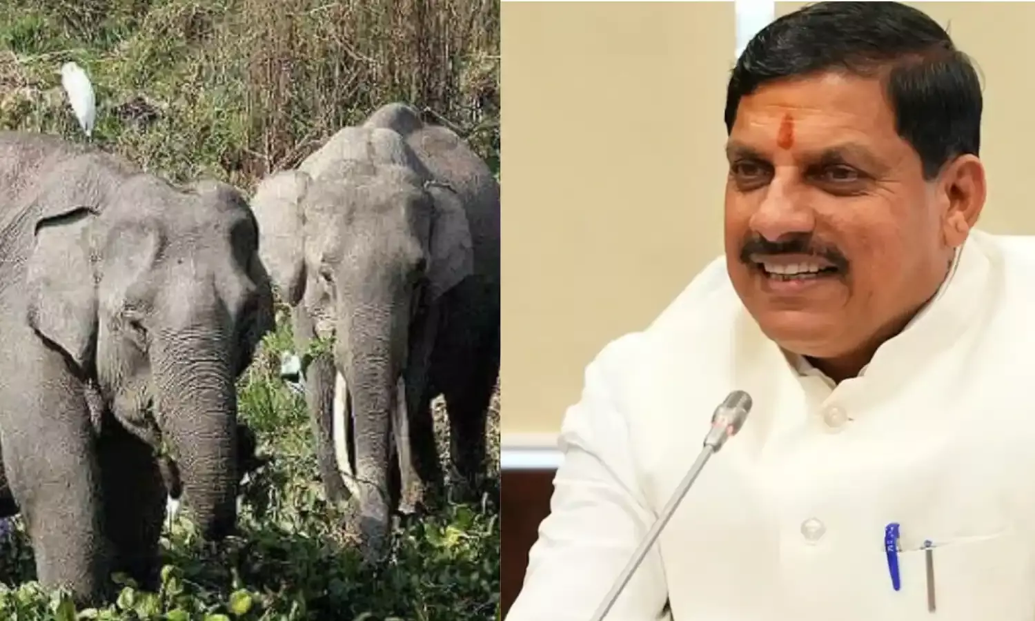 हाथियों के प्रबंधन पर MP सरकार का बड़ा फैसला, 47 करोड़ रुपये से अधिक की योजना को दी मंजूरी