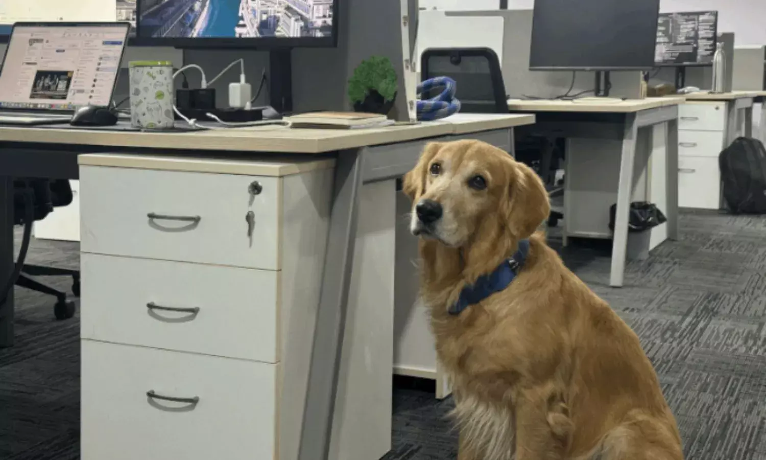 ना लैपटॉप, ना टारगेट्स हैदराबाद की कंपनी ने कुत्ते को बनाया CHO, सोशल मीडिया पर मचा तहलका