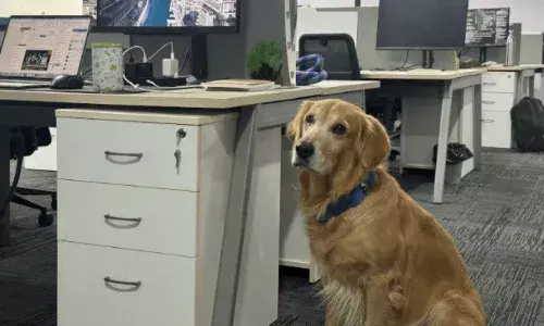 ना लैपटॉप, ना टारगेट्स हैदराबाद की कंपनी ने कुत्ते को बनाया CHO, सोशल मीडिया पर मचा तहलका