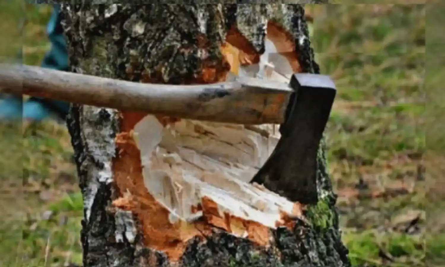 भीषण गर्मी में छायादार हरे पेड़ों की कटाई कर, लकड़कट्टे उजाड़ रहे पशु-पक्षियों के आशियाने!