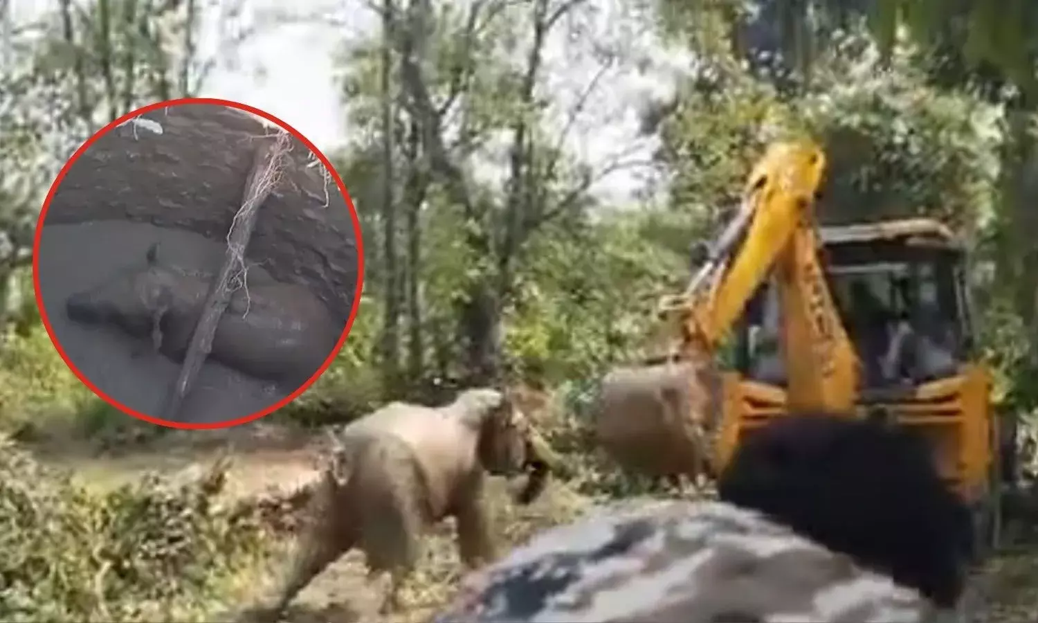 कुएं से बाहर निकाला हाथी का बच्चा, निकलते ही जेसीबी से भिड़ा; वीडियो वायरल