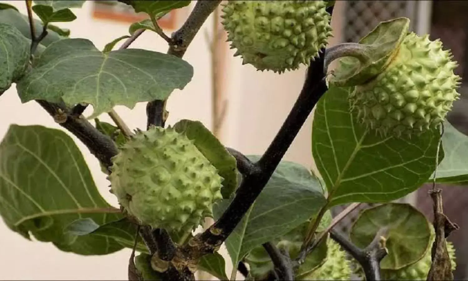 भगवान शिव की पूजा में ही नहीं इन प्रकार की समस्याओं से निजात दिलाता है धतूरे का तेल ,जानिए