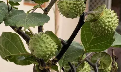 भगवान शिव की पूजा में ही नहीं इन प्रकार की समस्याओं से निजात दिलाता है धतूरे का तेल ,जानिए