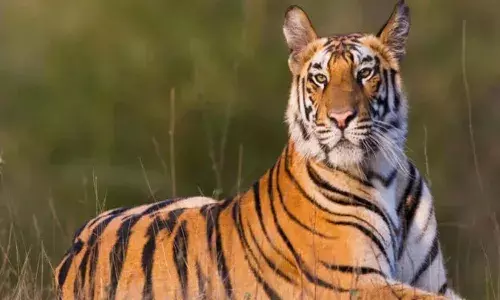 छत्तीसगढ़ में बाघों की गणना की तैयारी, पहली बार लगेंगे ट्रैप कैमरे