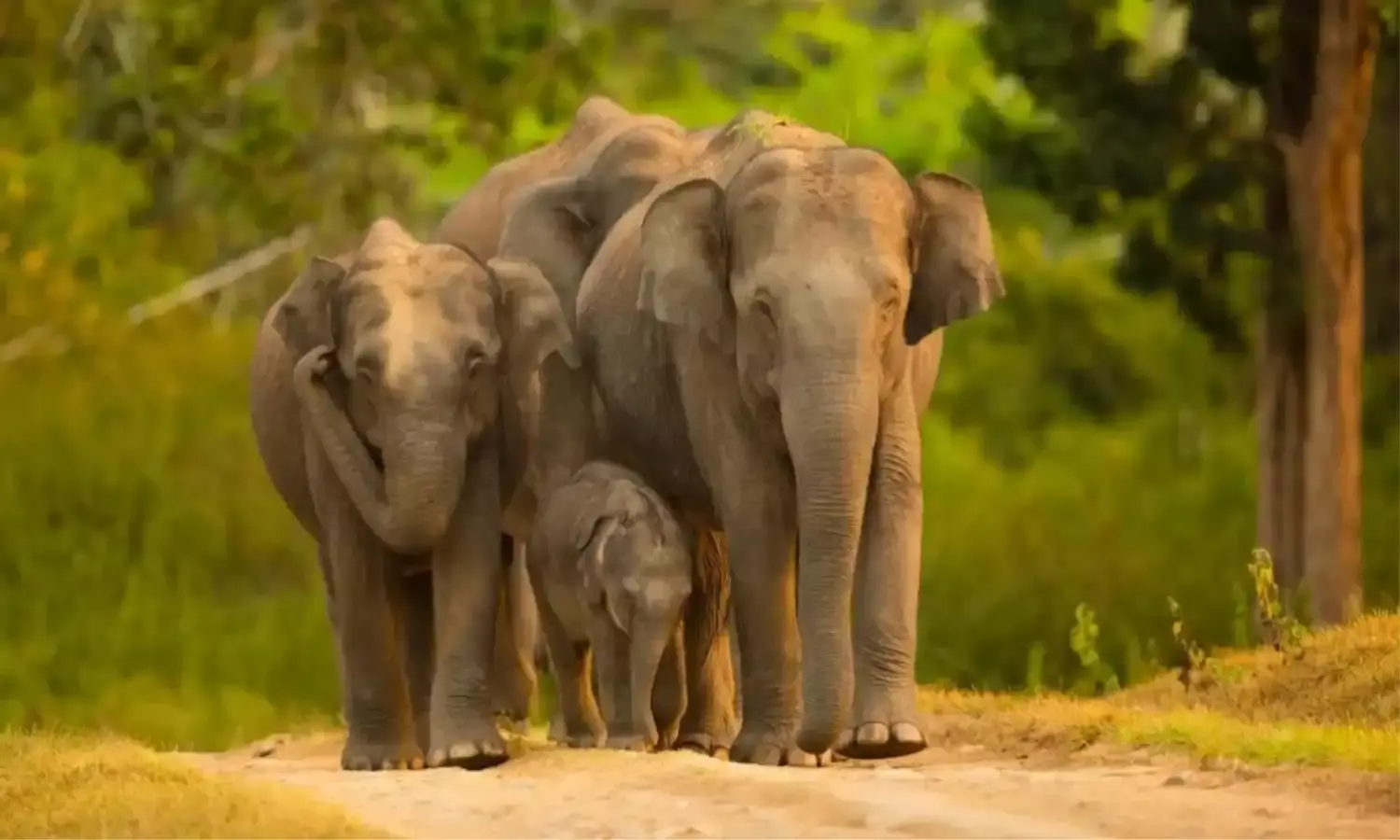 हाथी परियोजना के तहत बांधवगढ़ नेशनल पार्क की पहल…