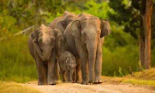 हाथी परियोजना के तहत बांधवगढ़ नेशनल पार्क की पहल…