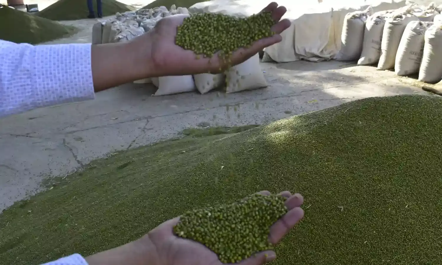 2 सितंबर तक खरीदी जाएगी मूंग, 29 अगस्त तक मूंगफली…