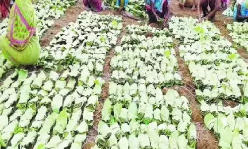 तेंदूपत्ता बोनस घोटाला मामले में 4 वनकर्मी समेत 11 अरेस्ट, EOW ने कहा- DFO-अफसरों ने साठगांठ कर डकार गए पैसा