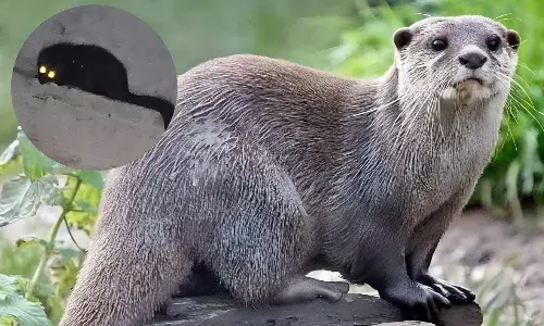 घर में उदबिलाव को देखकर बेहोश हुई महिला, 2 घंटे की मशक्कत के बाद वन कर्मियों ने किया रेस्क्यू